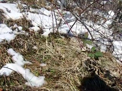 HAMİDİYE KÖYÜ ÇATALZEYTİN