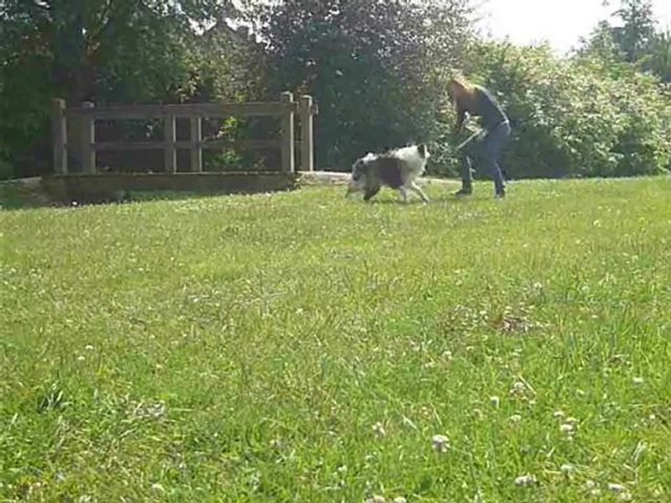 Ilow Blue, Border Collie, Obé-Rythmée, 24 juin 2010, 14 mois
