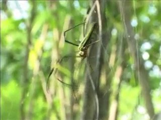 Balancing conservation and development a movie by USAID