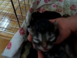 chatte et ses 5 petits (4 jours)