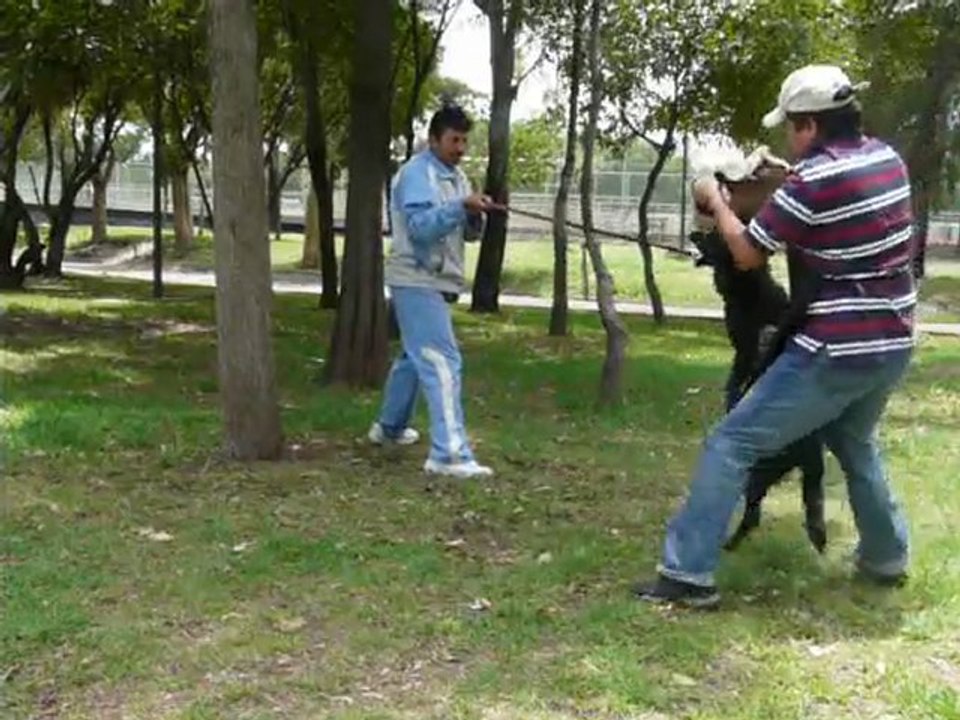 EN VENTA / FOR SALE, HEMBRA NEGRA SOLIDA LINEA DE TRABAJO