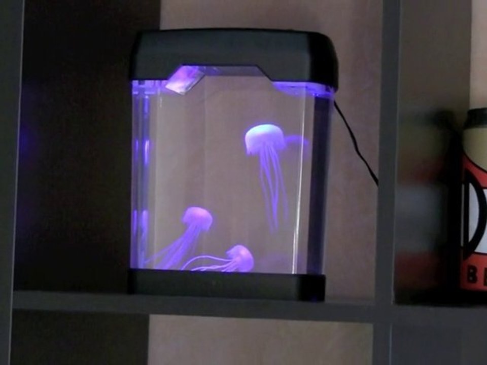 Aquarium à Méduses