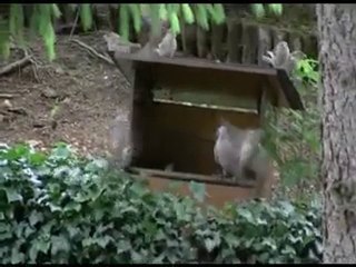 Moineaux 20 Juin 2010 Velars sur Ouche