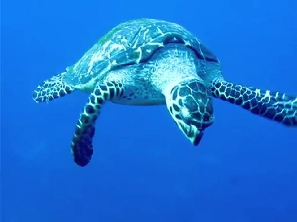 Tortue à Caye d'Or