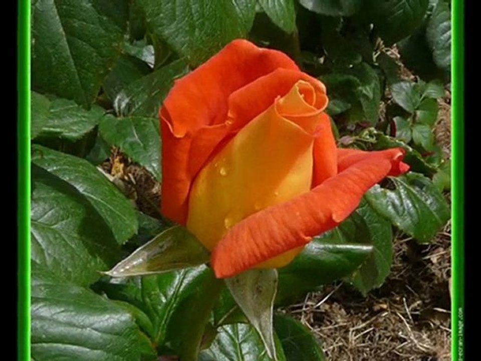 Clo et les Roses