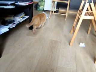 Chat un peu bête!!!!!