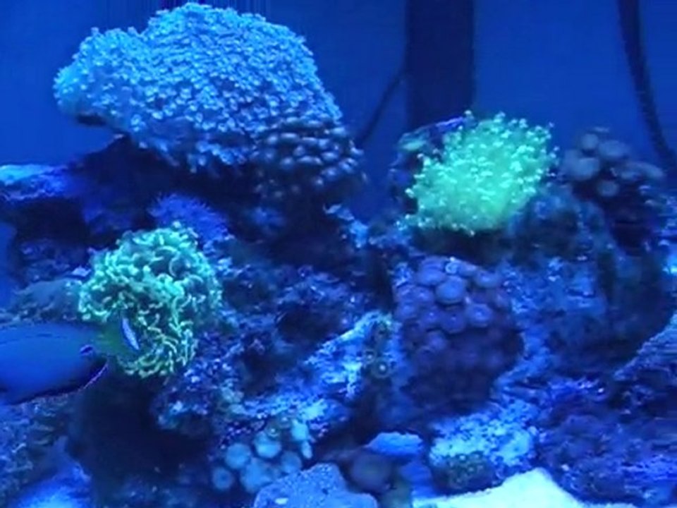 new reef