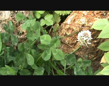 Le trèfle à quatre feuilles