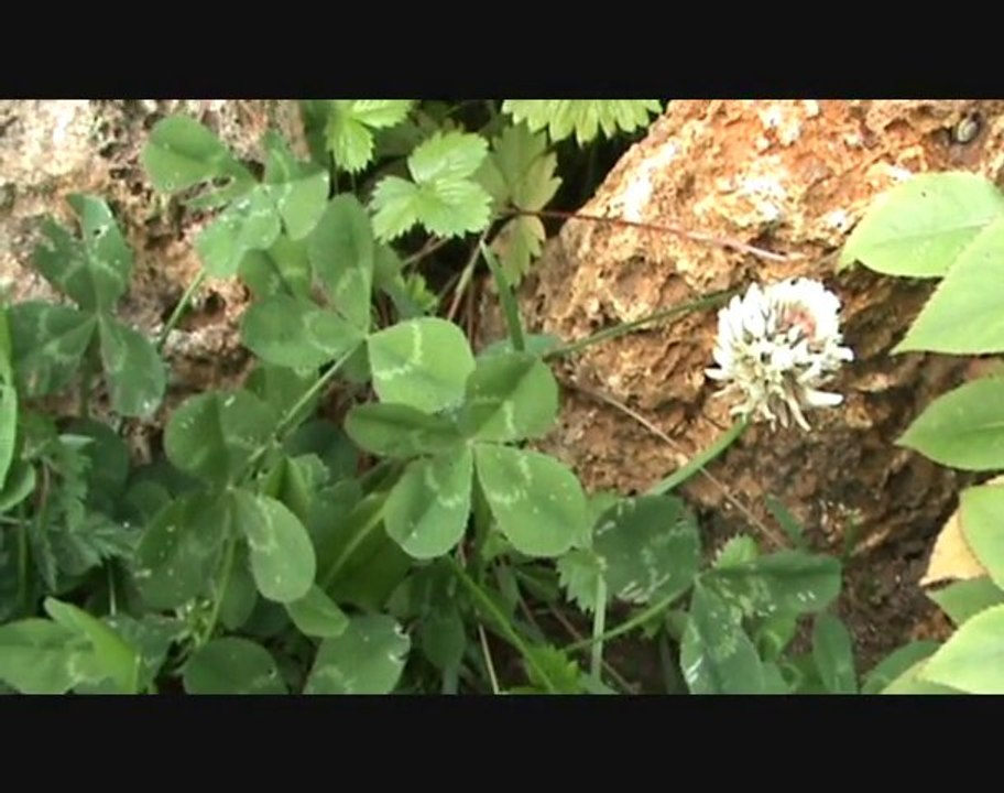 Le trèfle à quatre feuilles
