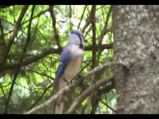 un petit instant au parc de la mauricie au QUEBEC