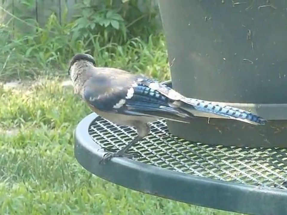 Bird watching on the cheap.
