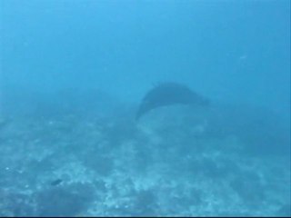 Lembogan avec raie Manta