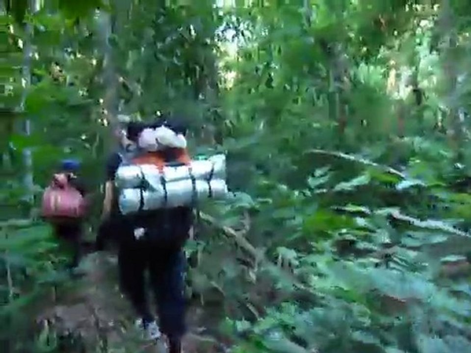 Dans la selva Bolivienne, Parc Madidi.