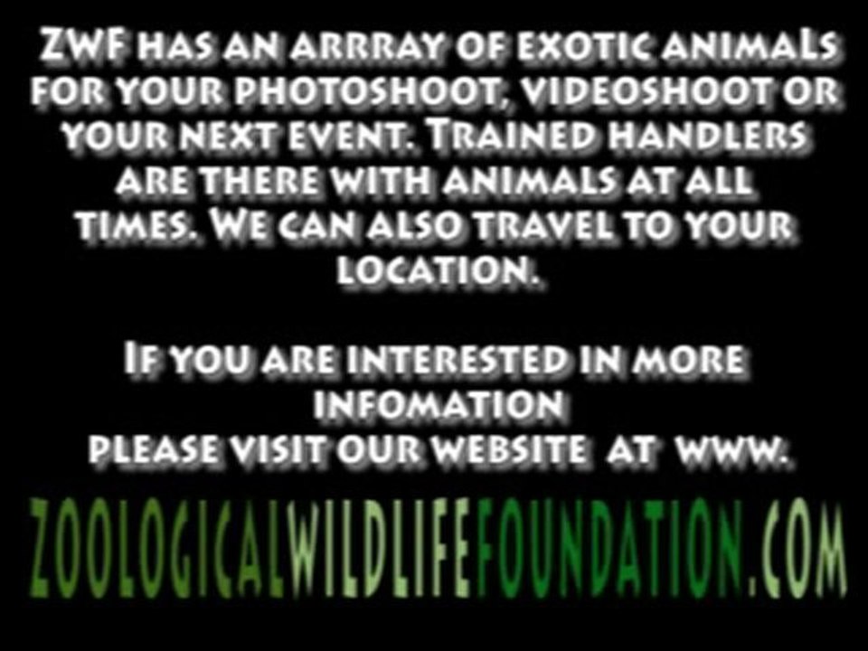 ZWF - Priscilla Jayne - Exotic Animal Video Shoot