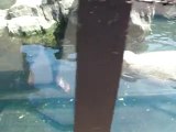NYC aquarium (5) les phoques