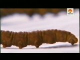Cordyceps Sinensis: La viagra del Himalaya