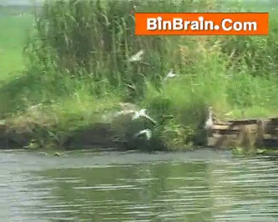 Birds in Kumarakom