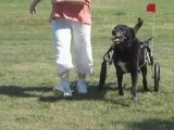 Old Lab Learns New Tricks in K-9Cart.com Dog Wheelchair