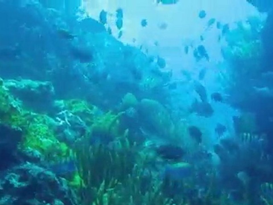 JUNGLE fish