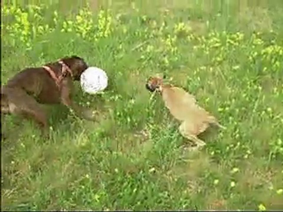 boxer
