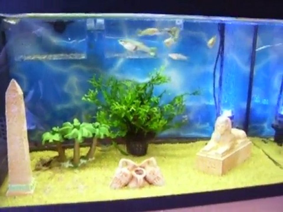 mon aquarrium
