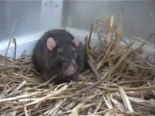 Schwartz charme avec son numéro ✨