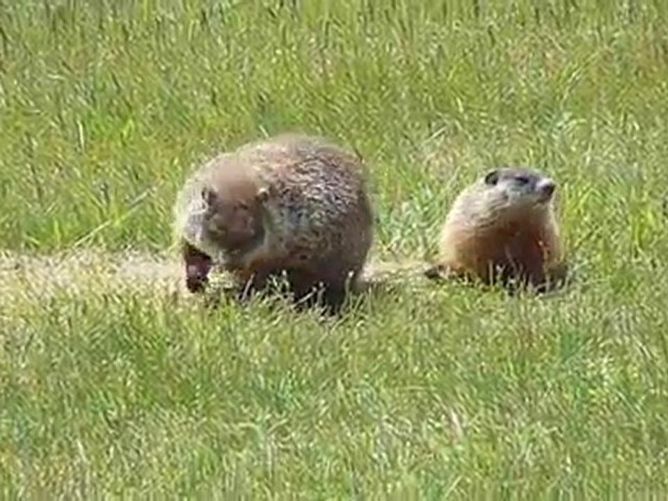 Marmottes dans un champ à Sept-Îles Q.C.Canada no 2