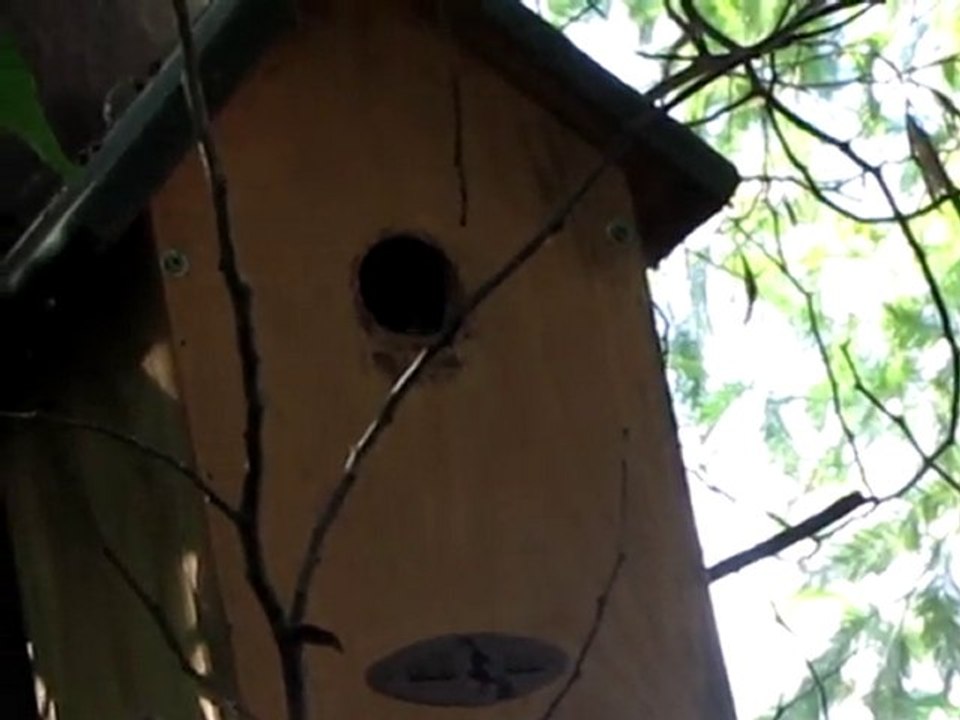 Piaillements & Boules de Plumes !