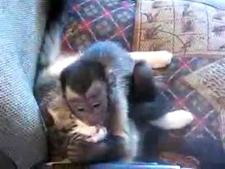 Un singe tombe amoureux d'un chat