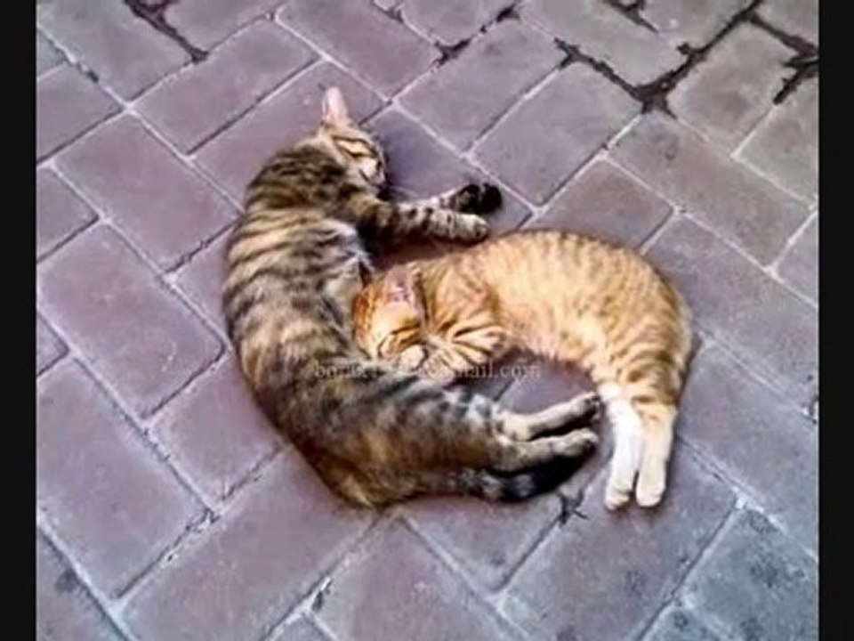 kedi
