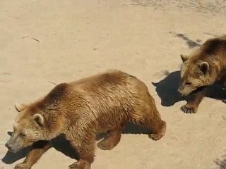 Zoo la Boissière du Doré : ours