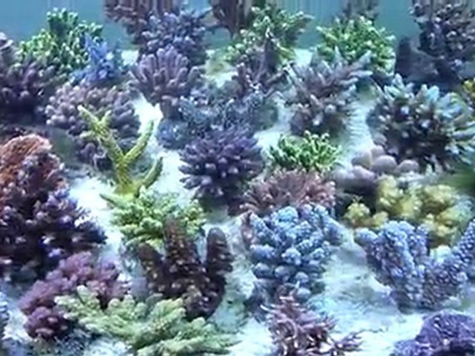 SPS aquatic services
