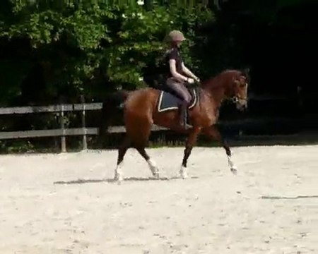 cours de dressage fabrice