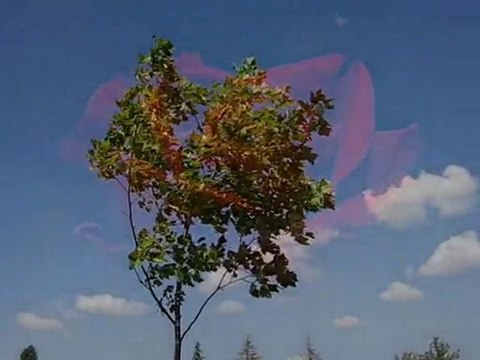 artık sevmeyeceğim SUAT SAYIN