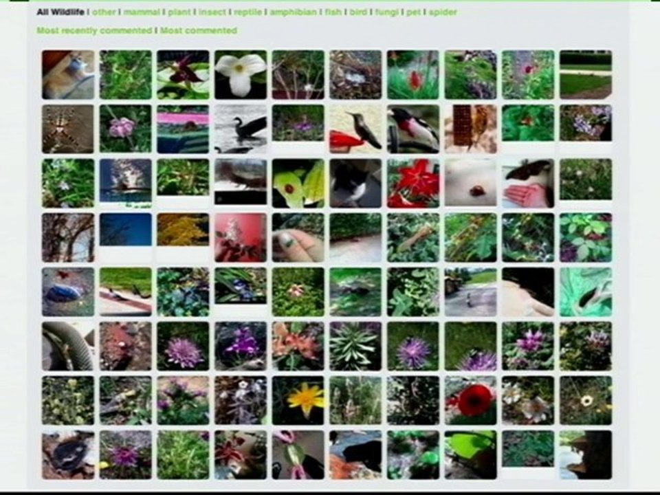 Yasser Ansari: Networked Organisms