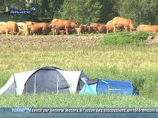 Festival Décibulles : un Woodstock en Alsace ?