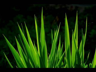 Güllü Sevsene Beni