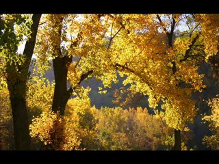 etkin hoşçakal segilim