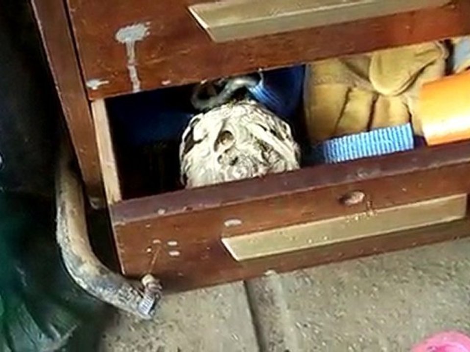 Nid de guêpes dans un tiroir à Hames-Boucres!