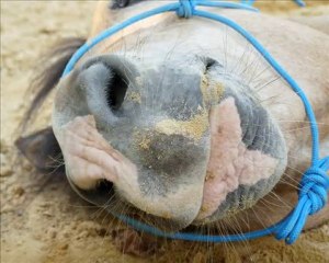 Kiowa début juin 2010