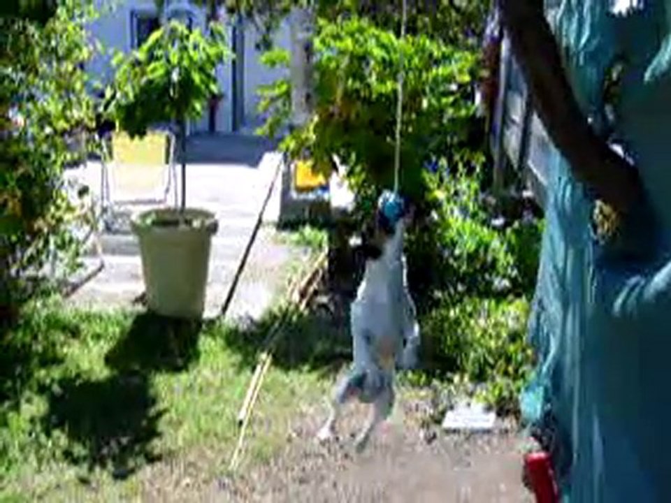 zemour mon jack rusel en forme