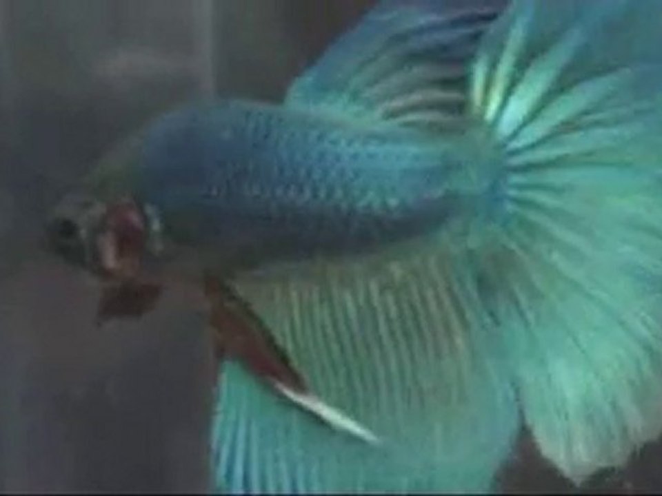 Betta splendens voile long Turquoises, podium Dijon 2010.
