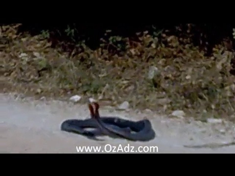 Snakes making love