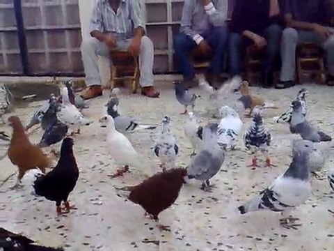 şanlıurfa güvercin kahvesi- guvercinrehberi.com