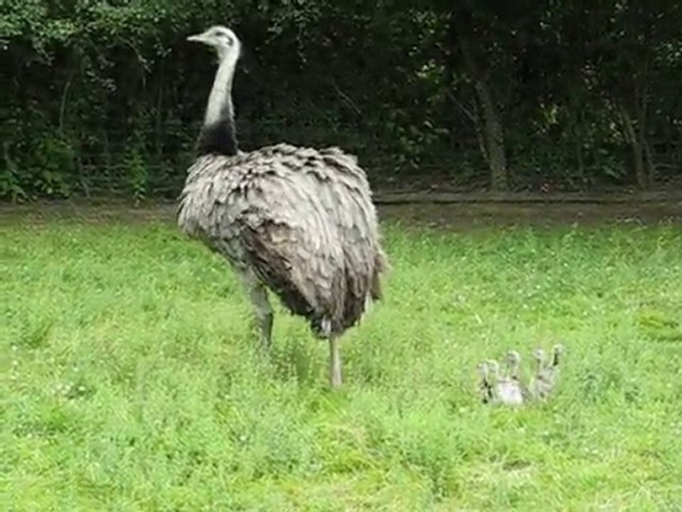 petits nandous à la ferme de l'Orme