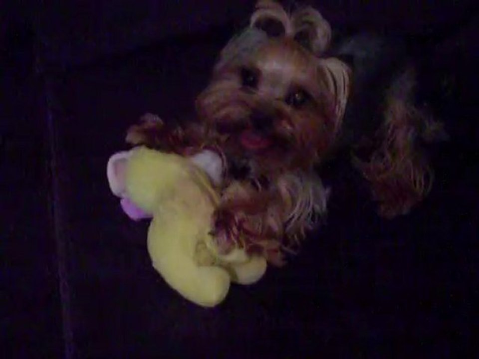 yorkshire terrier oyuncak kavgaları :) (kitty&cheri)