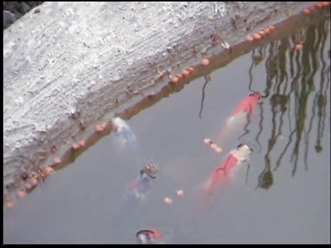 poissons rouge et koi