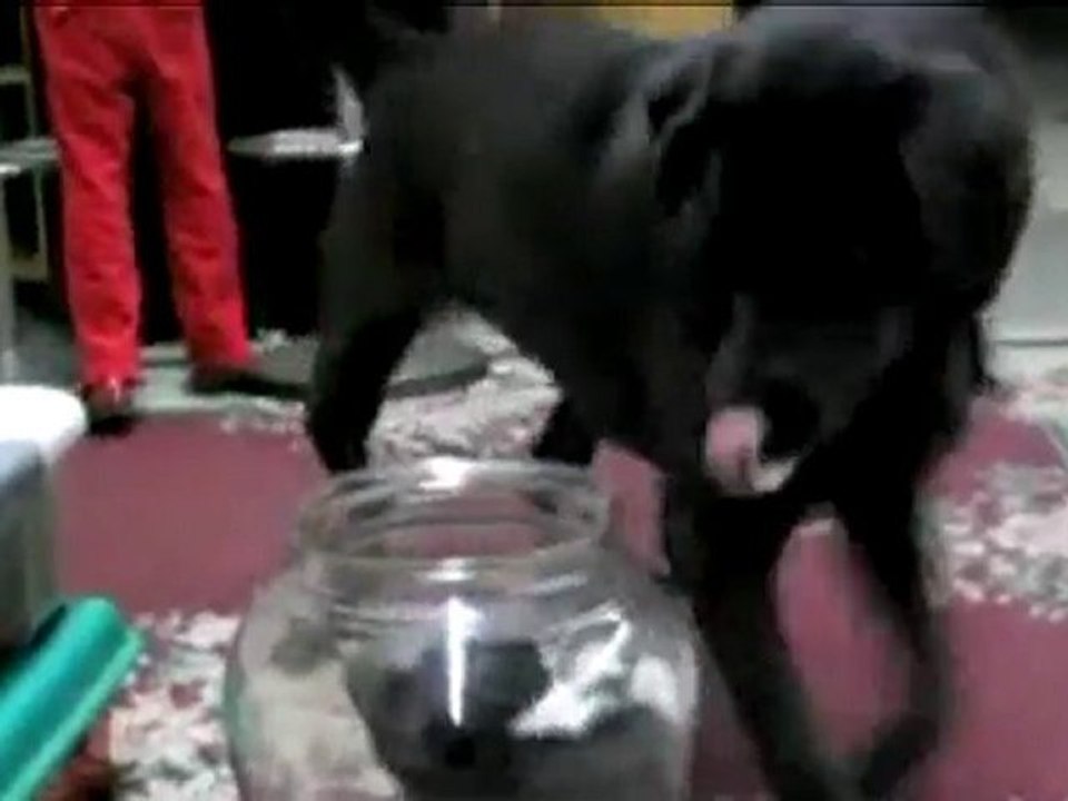 chat bocal contre chien