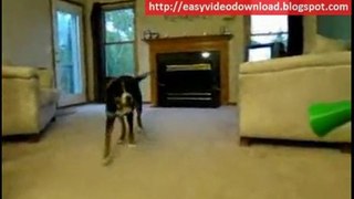 Dog vs VUVUZUELA (Funny video)