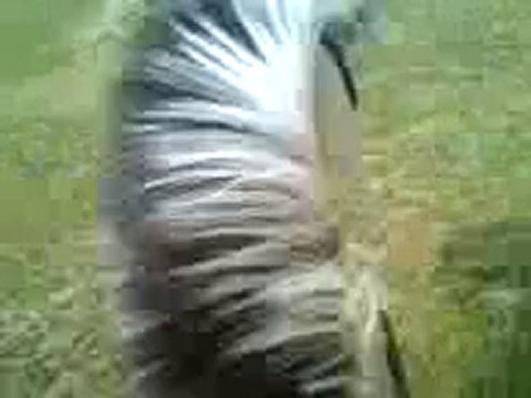 rocco galop trot pas